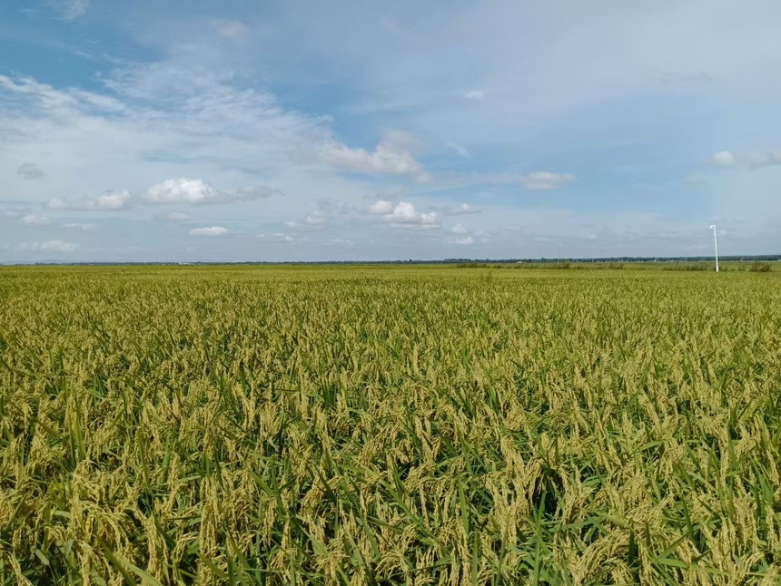 东北五常稻花香2号稻田实景