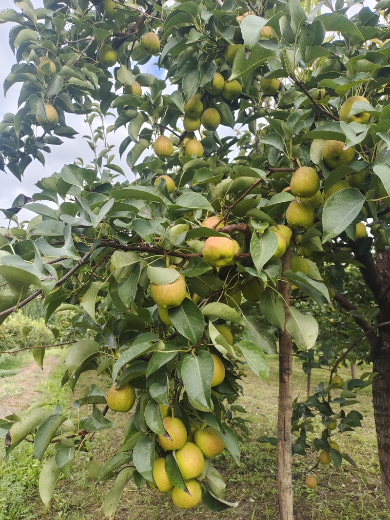新疆库尔勒香梨，小树果面红母梨占比高80%以上特级梨！