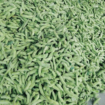 露天大青豆打米豆电商