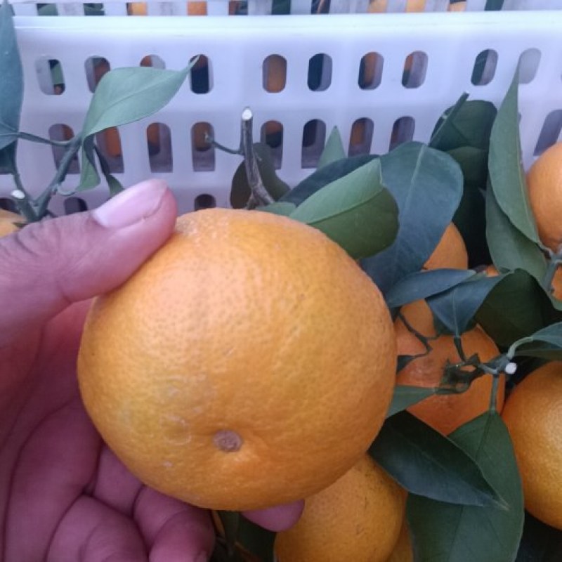 浦江爱媛橙自家一手货源全国接单耐运输按需分拣打包全国接单
