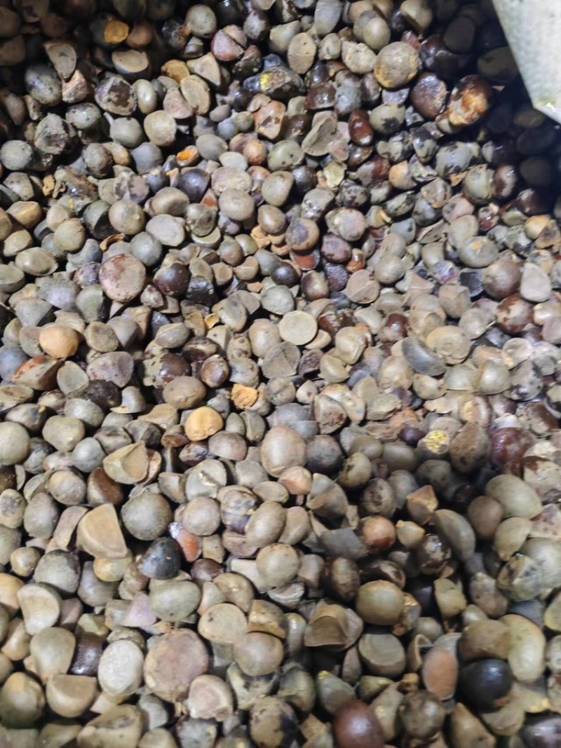 红花油茶种子，优质种子，发芽率高，欢迎新老客户联系