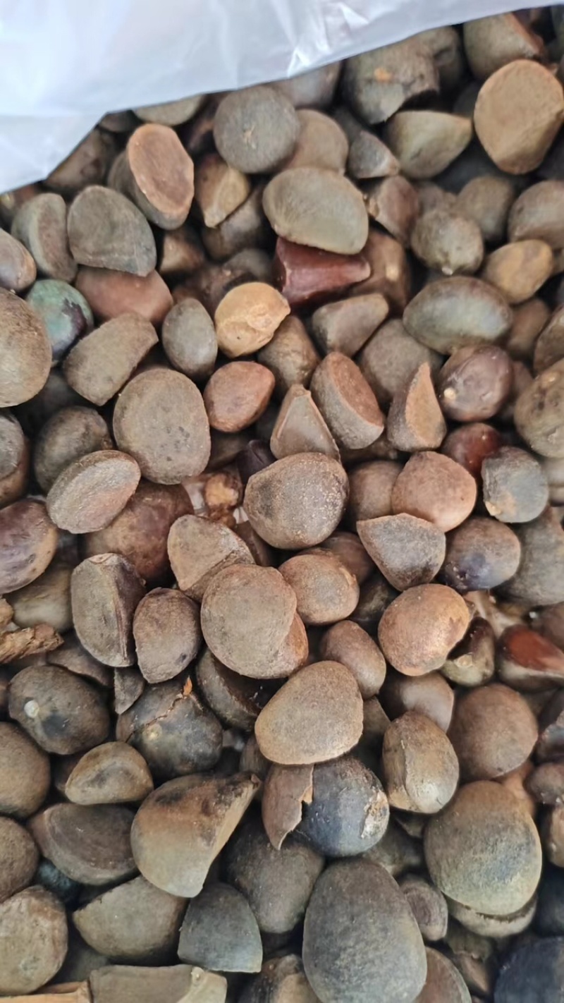 红花油茶种子，优质种子，发芽率高，欢迎新老客户联系