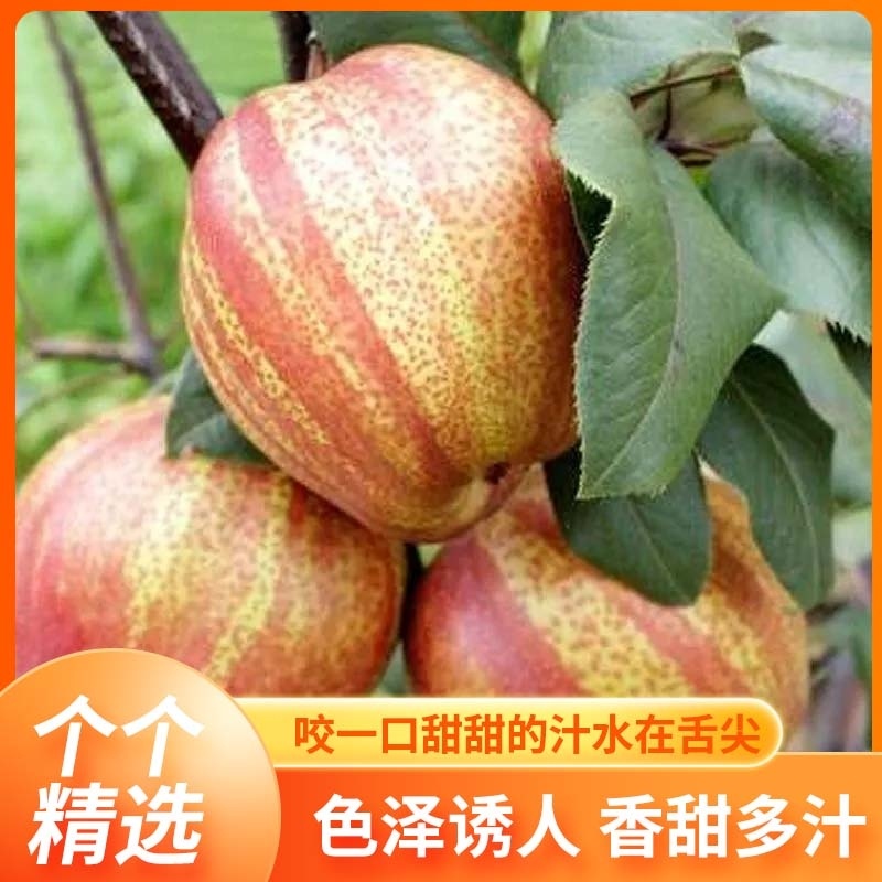 陕西彩虹梨一件代发货包邮对接各大电商平台，私域