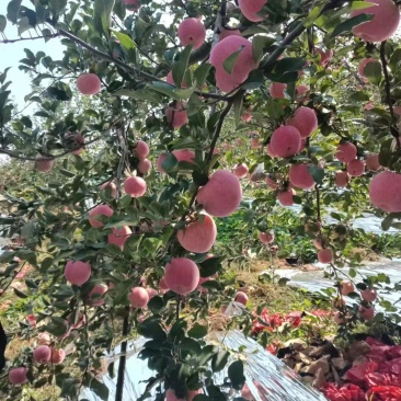 白水苹果