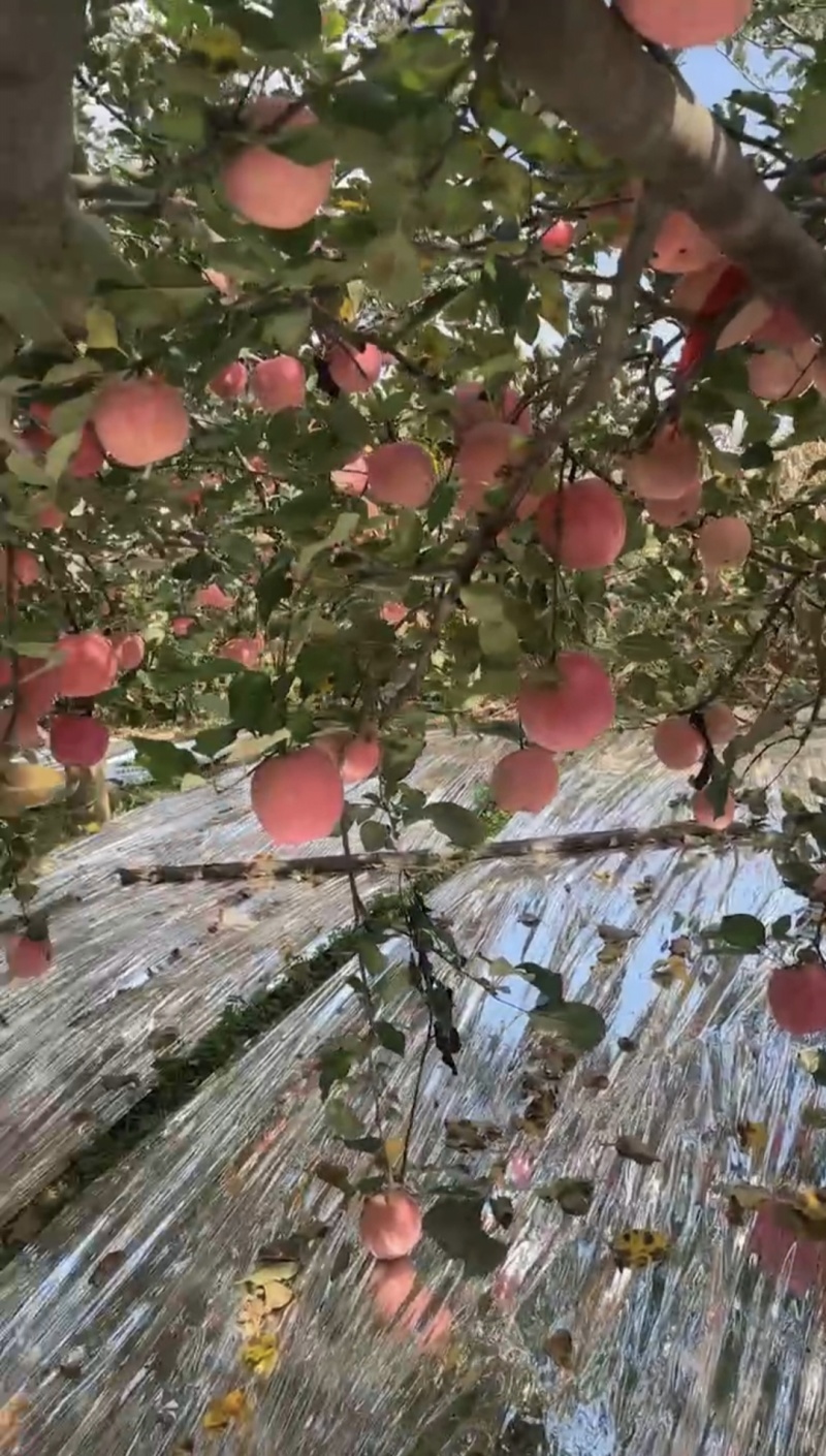 白水苹果