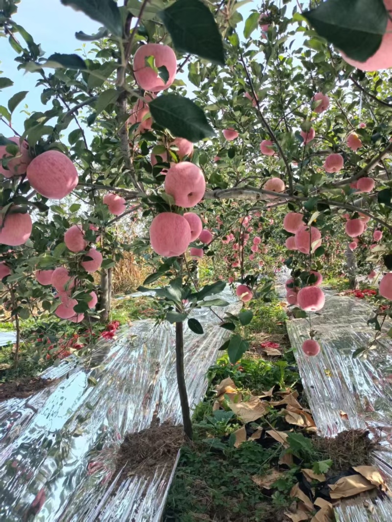 白水苹果