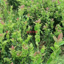 推荐油茶苗，优质实生杯苗，高度30-80公分，数量100万
