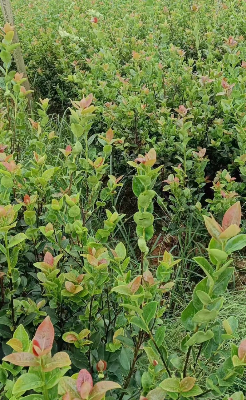 推荐油茶苗，优质实生杯苗，高度30-80公分，数量100万