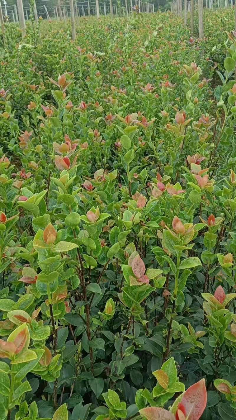 推荐油茶苗，优质实生杯苗，高度30-80公分，数量100万