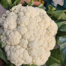 精品松花大量现货