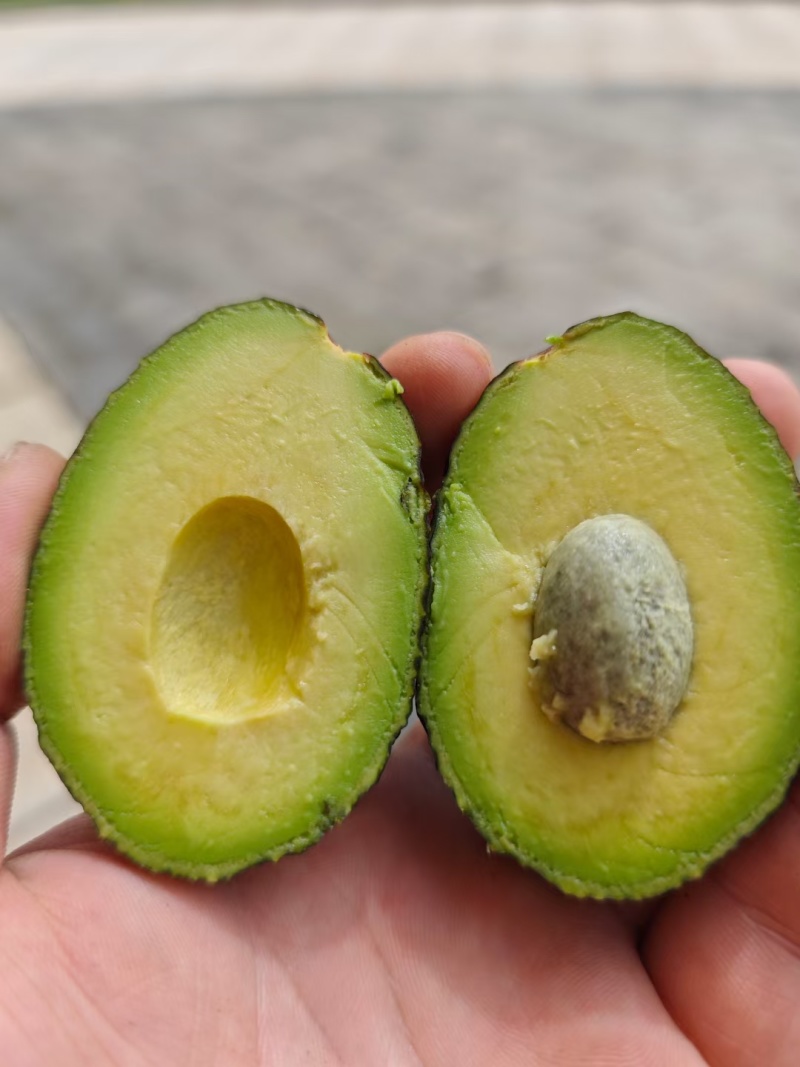 云南孟连县哈斯牛油果自家种植了十多亩果农没有中间商赚差价