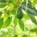 云南孟连县哈斯牛油果自家种植了十多亩果农没有中间商赚差价
