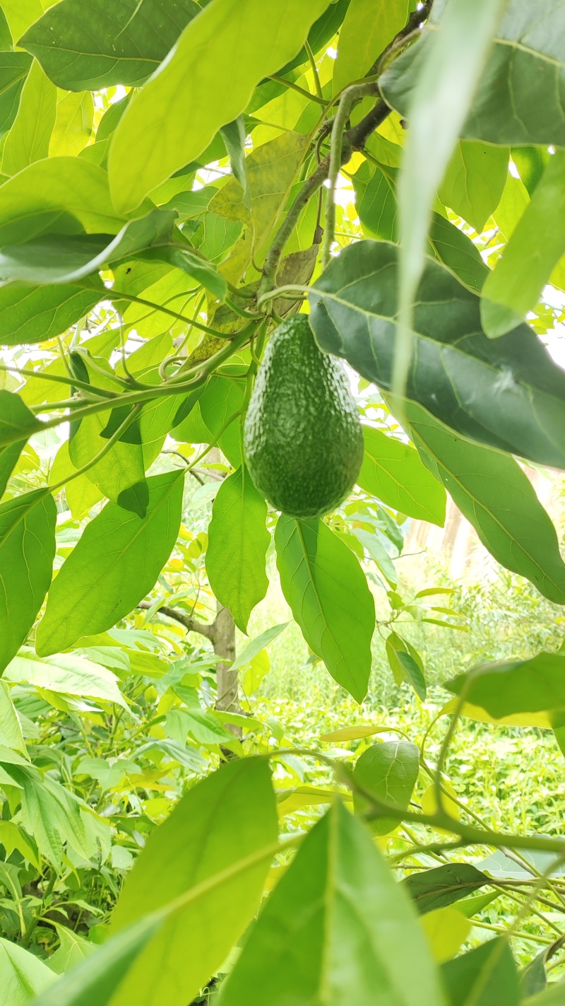 云南孟连县哈斯牛油果自家种植了十多亩果农没有中间商赚差价
