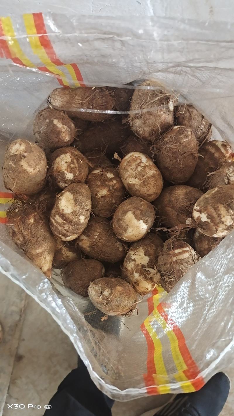 毛芋头