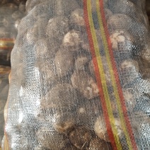 毛芋头