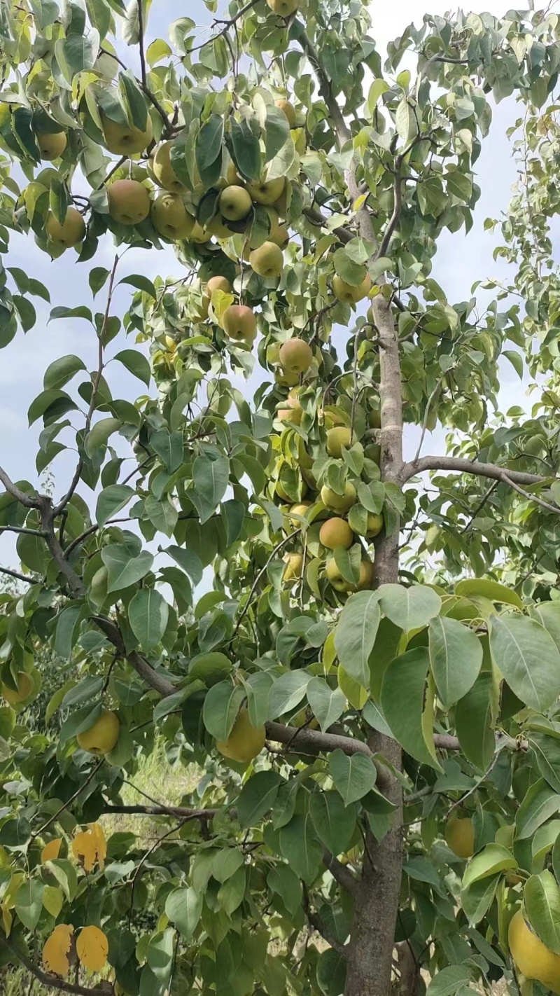 玉露香梨新疆香梨，产地一手货源，可视频看货对接全国客商