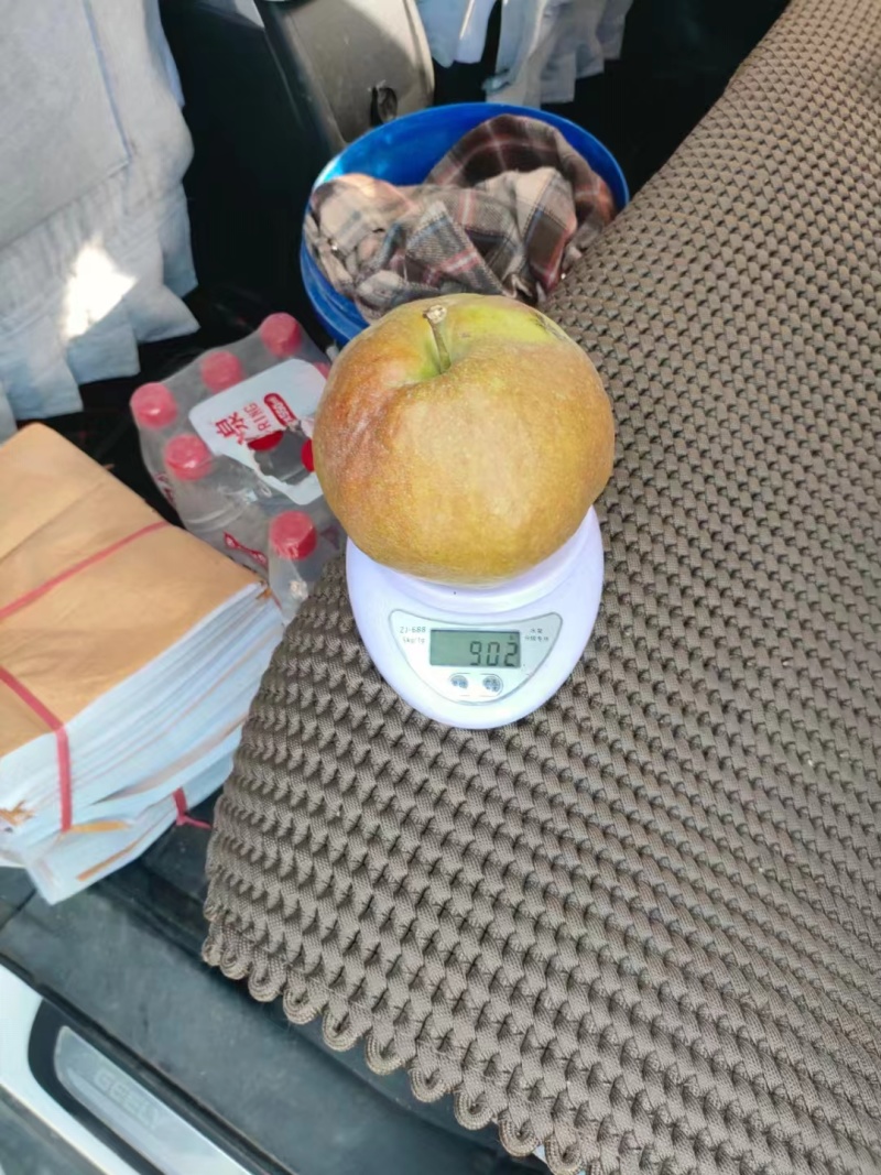 玉露香梨新疆香梨，产地一手货源，可视频看货对接全国客商