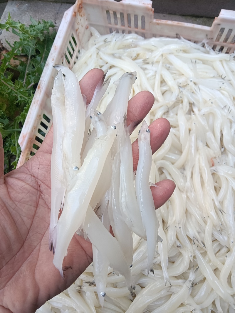 抽检抽检，就这品质的银鱼。一公斤120条左右