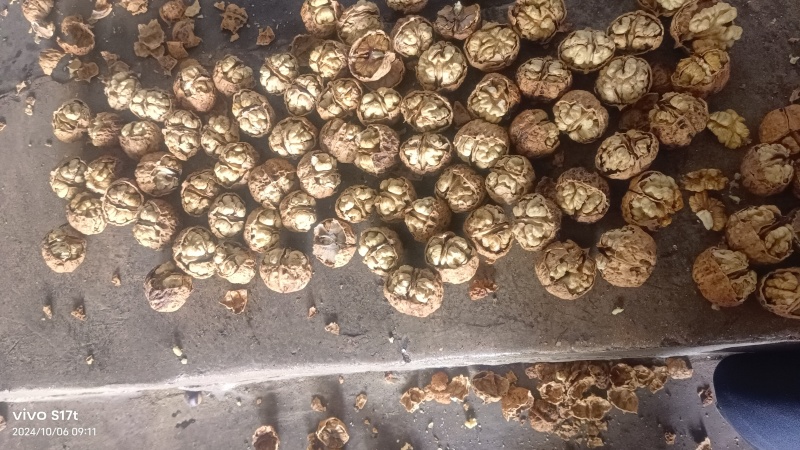 核桃云南大麻子皮薄核桃高山老树核桃皮薄口感香回甜