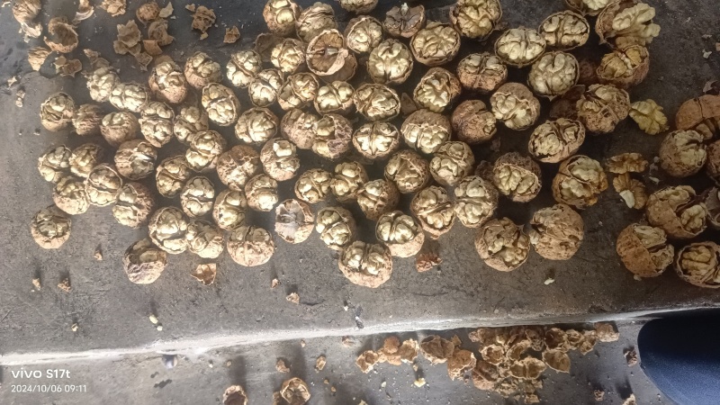 核桃云南大麻子皮薄核桃高山老树核桃皮薄口感香回甜