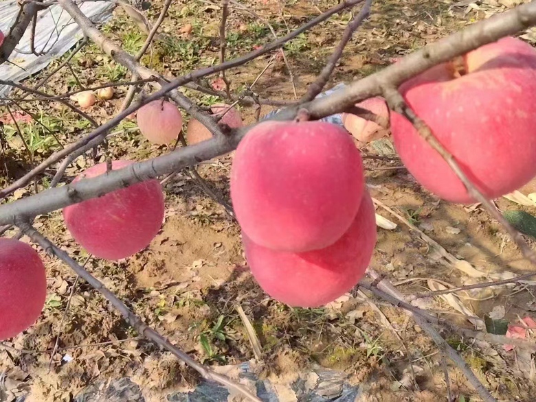 木瓜从树上掉落