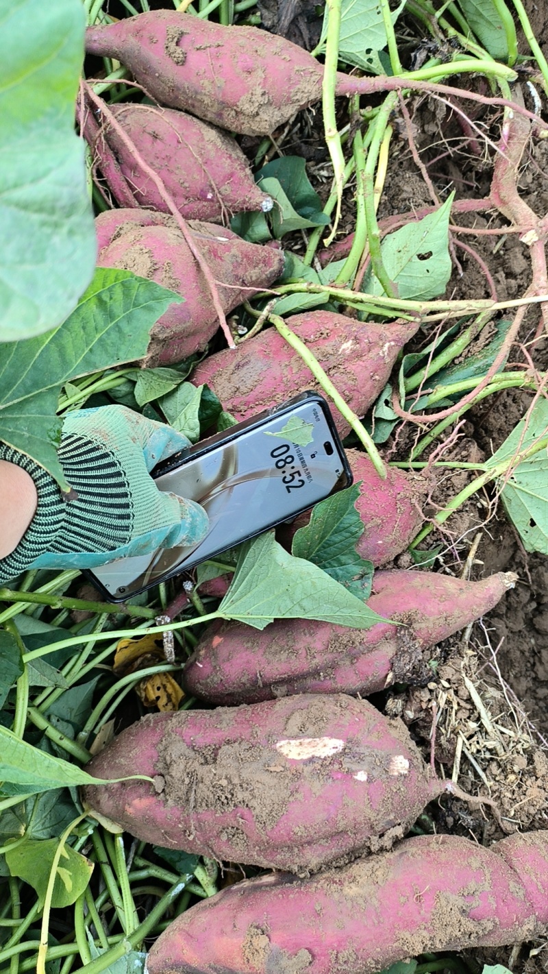 白心淀粉红薯大量供应市场货，粉厂货