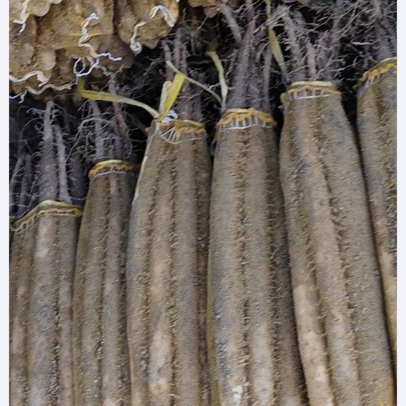 河北双棒双棒，双棒土货蔬菜网袋包装新鲜山药大量供货