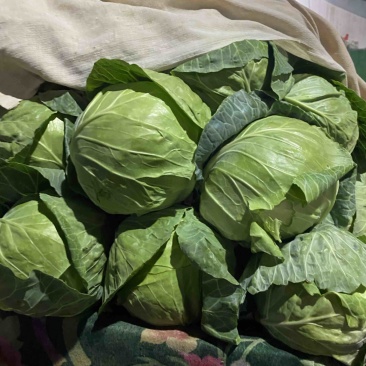 精品甘蓝，量大，质量优，供应全国各种超市，流通市场