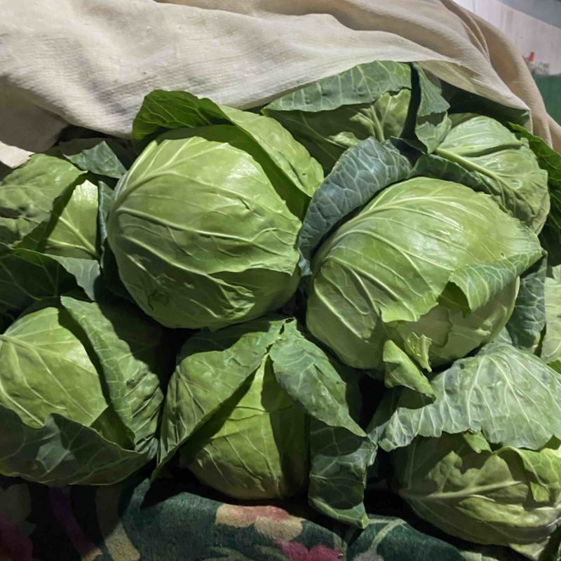 精品甘蓝，量大，质量优，供应全国各种超市，流通市场