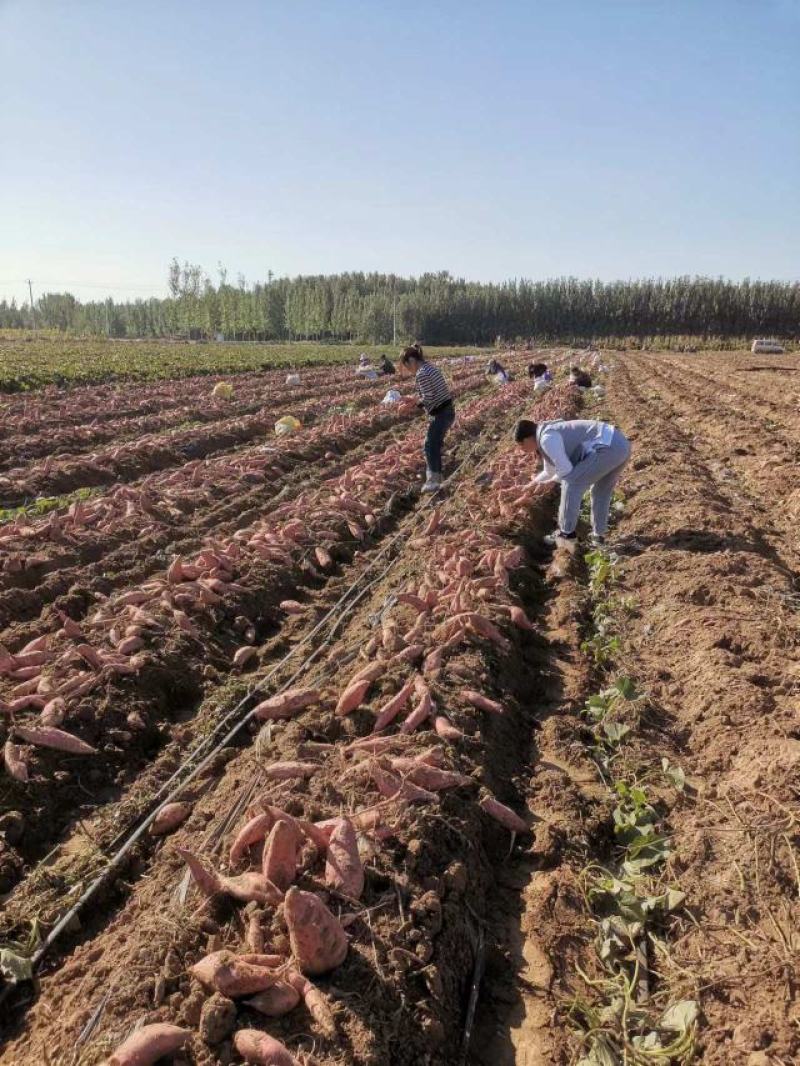 烟薯25大量上市质量上乘产地直发全国发货