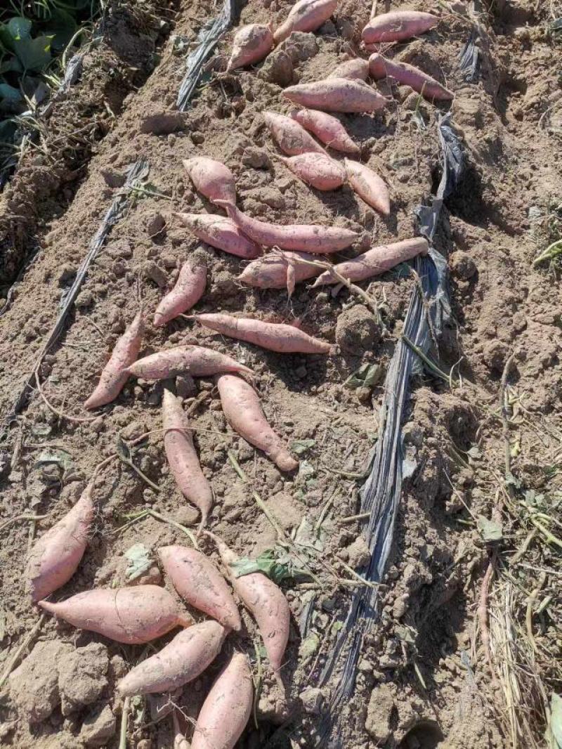 烟薯25大量上市质量上乘产地直发全国发货