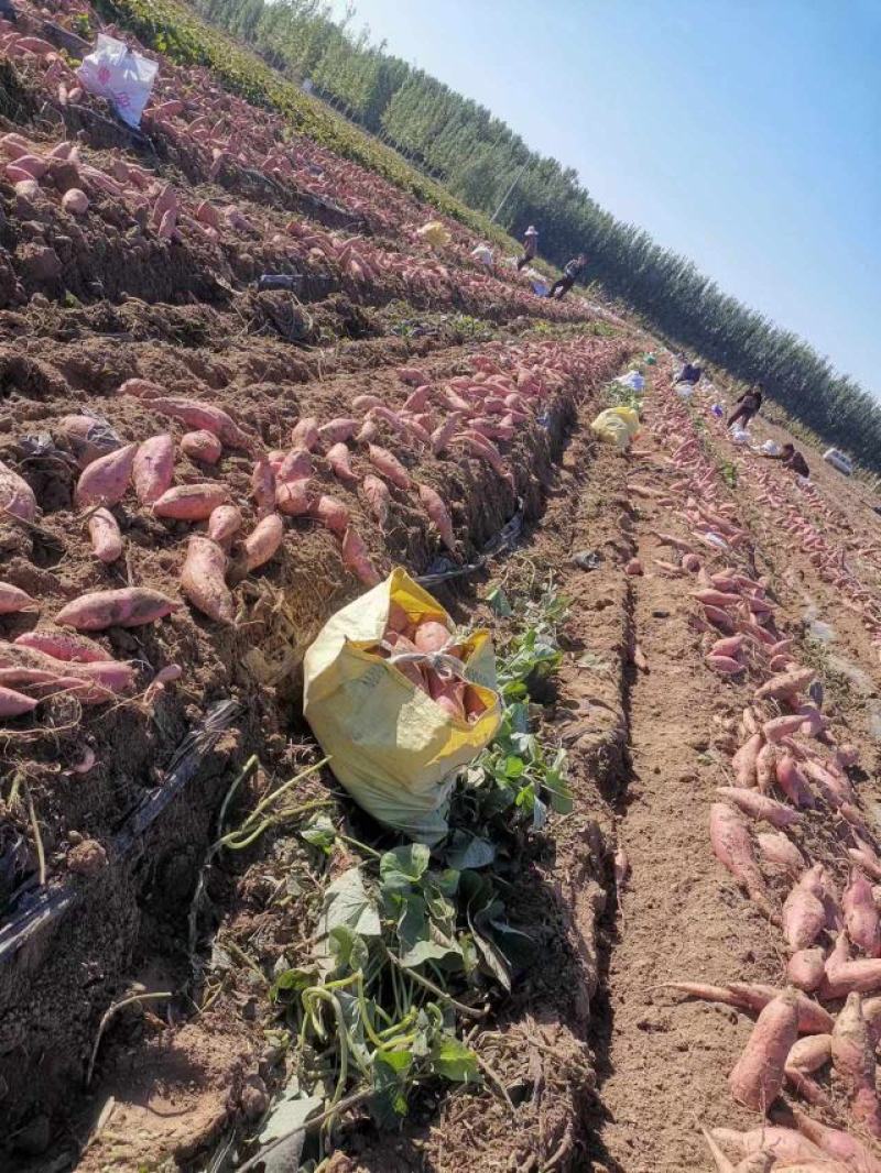 烟薯25大量上市质量上乘产地直发全国发货