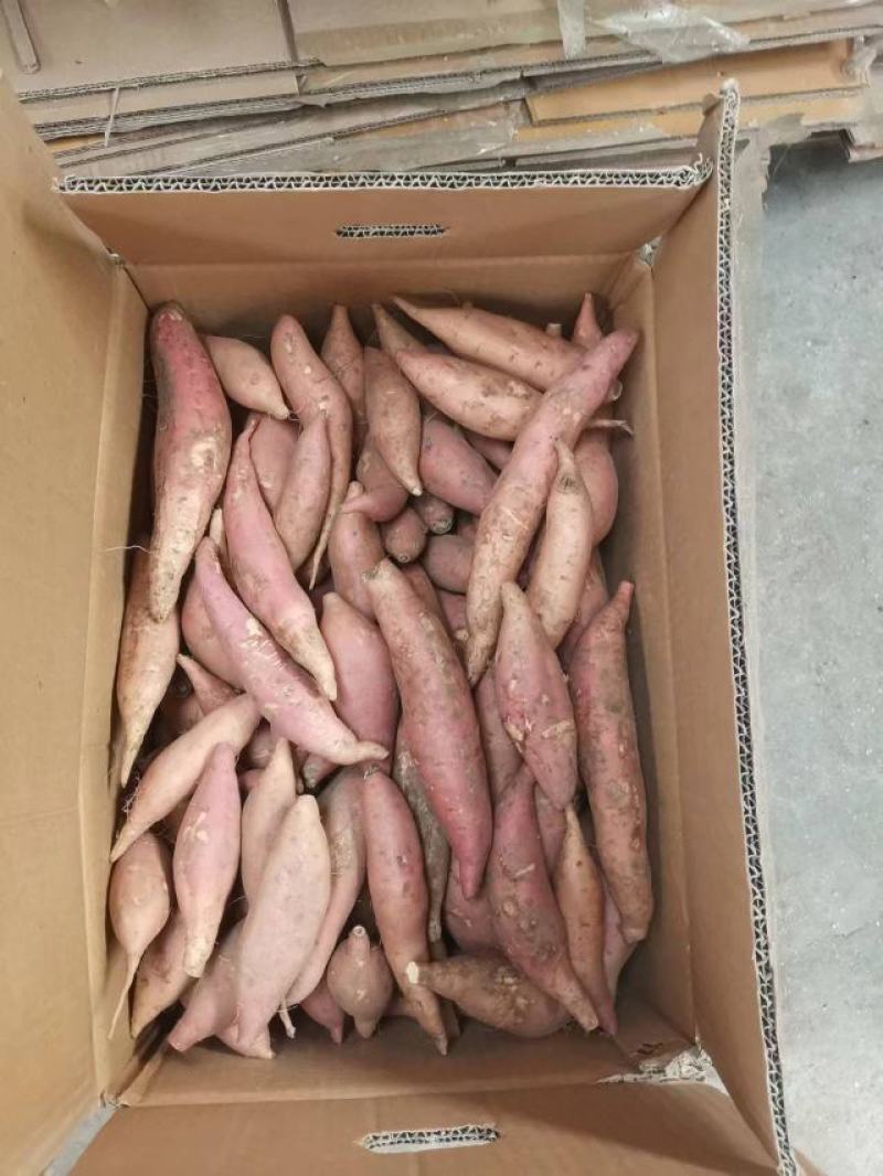 烟薯25大量上市质量上乘产地直发全国发货