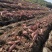 烟薯25大量上市质量上乘产地直发全国发货