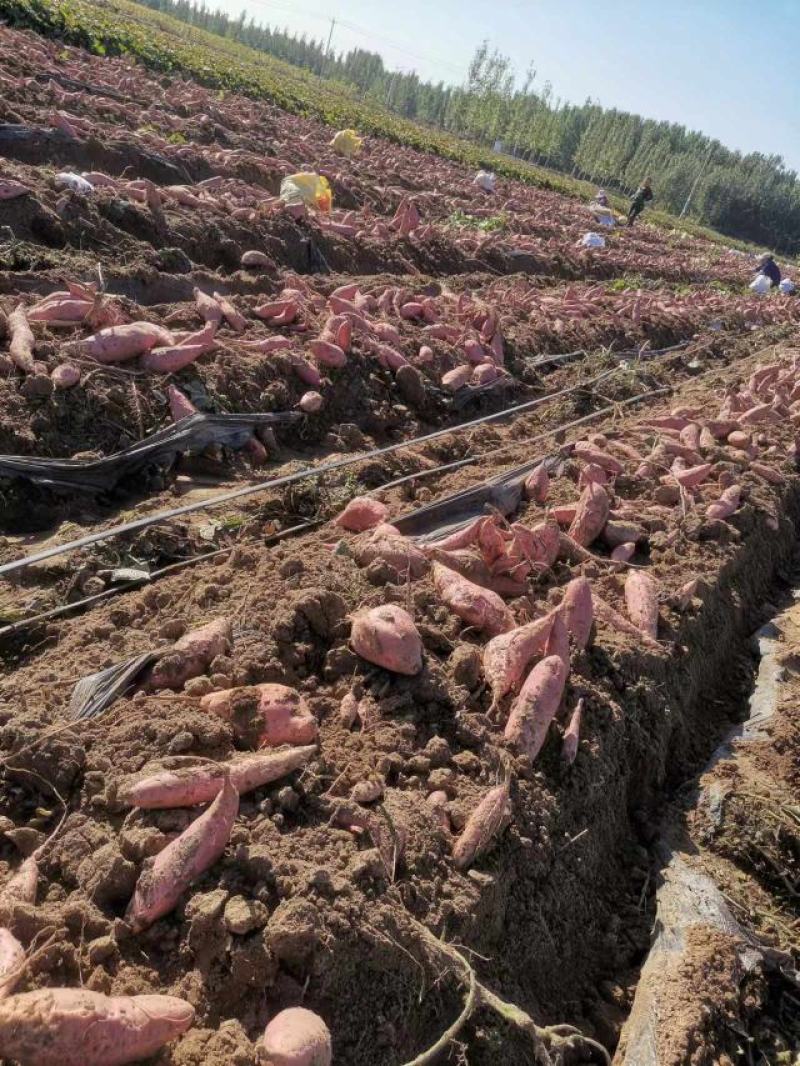 烟薯25大量上市质量上乘产地直发全国发货