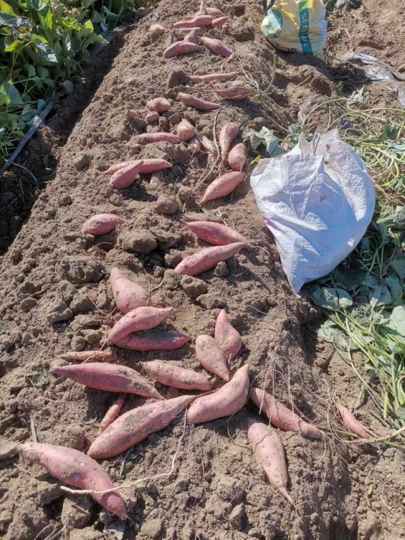 烟薯25大量上市质量上乘产地直发全国发货