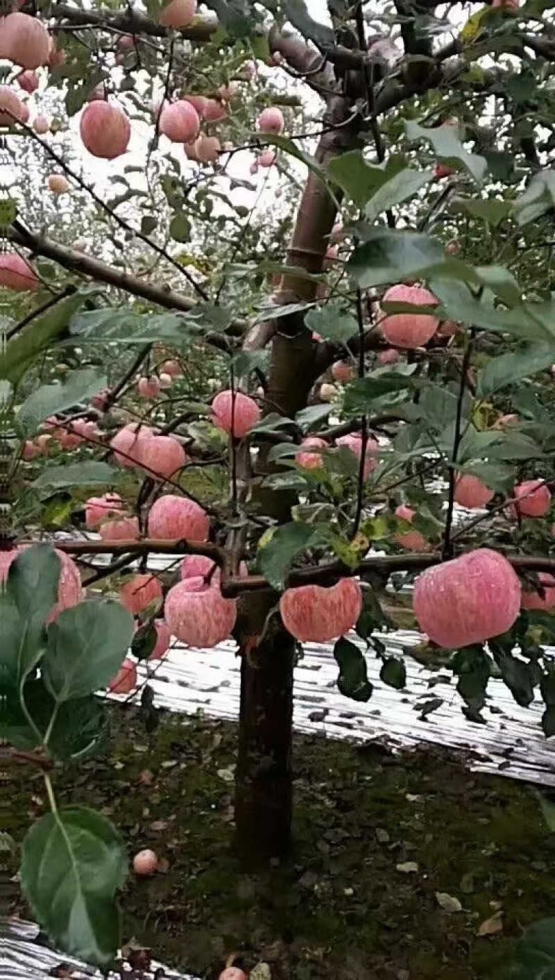 有需要的老板前来看货