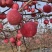 有需要的老板前来看货