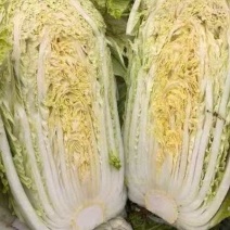 大白菜精品大白菜大量上市产地货源可视频看货