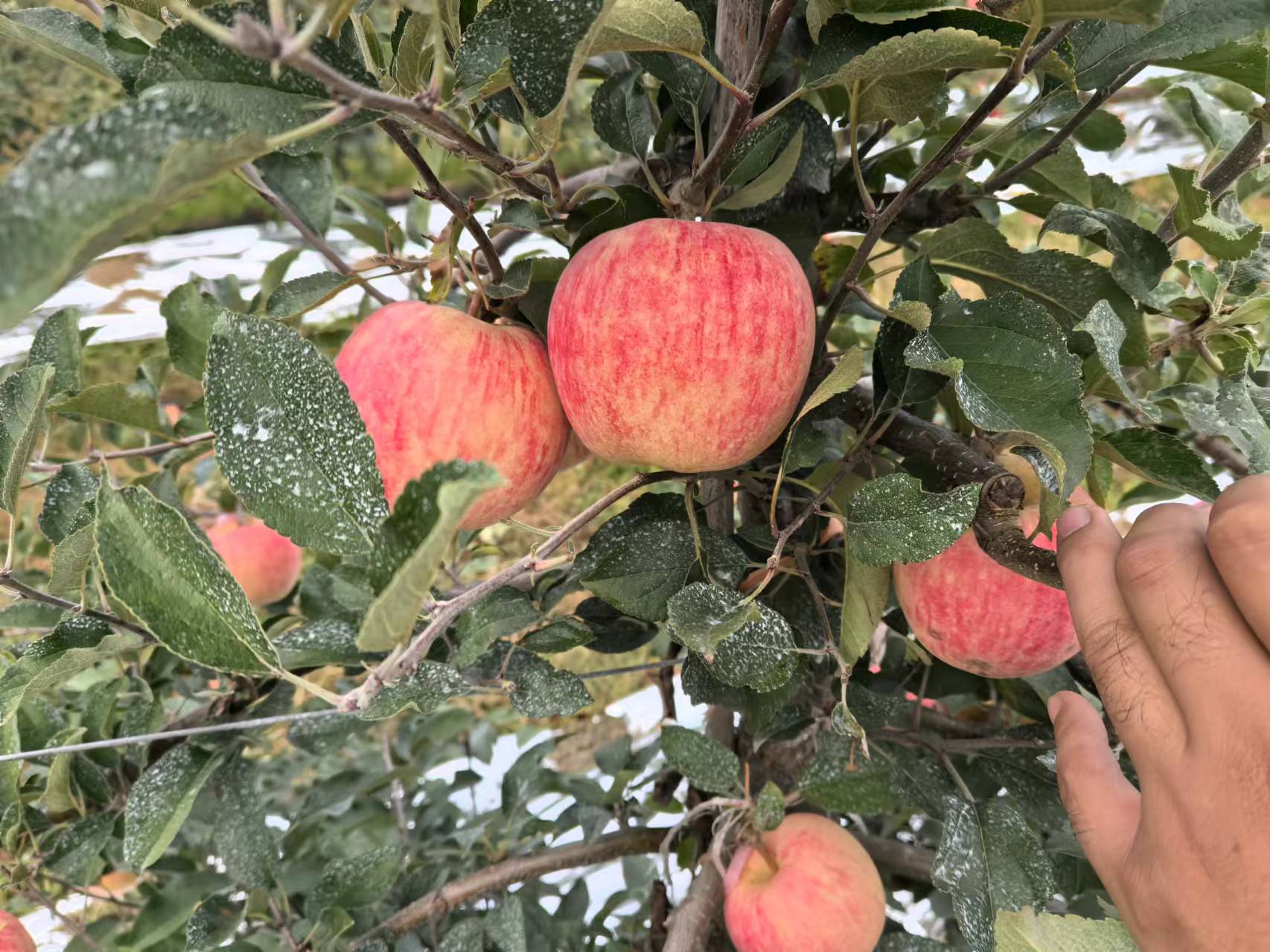 新西兰爱妃苹果与红玫瑰苹果对比图