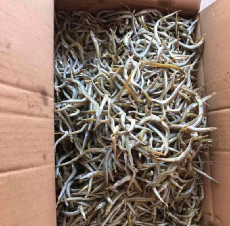 【银针鱼】货源充足，供货稳定，欢迎订购