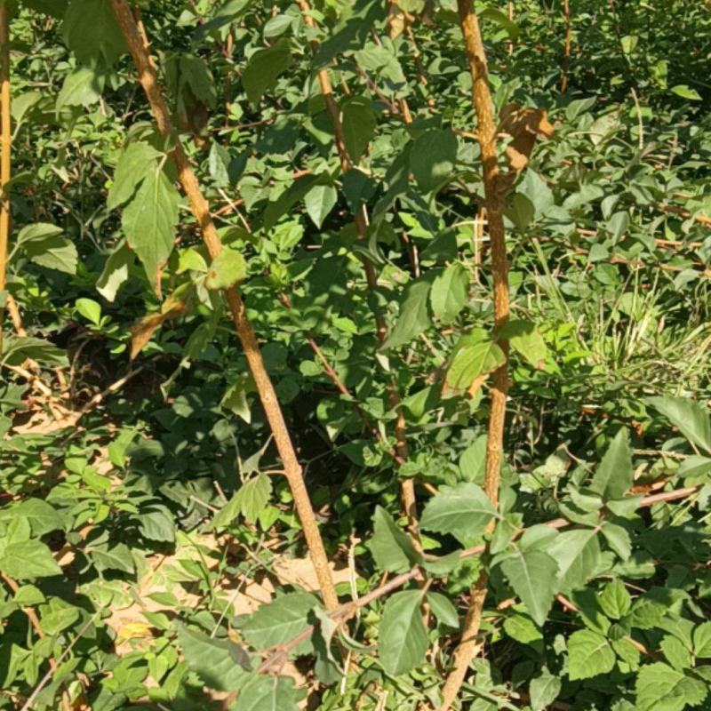 连翘苗，科研五号药用连翘苗，药用三号高产大果连翘苗产地