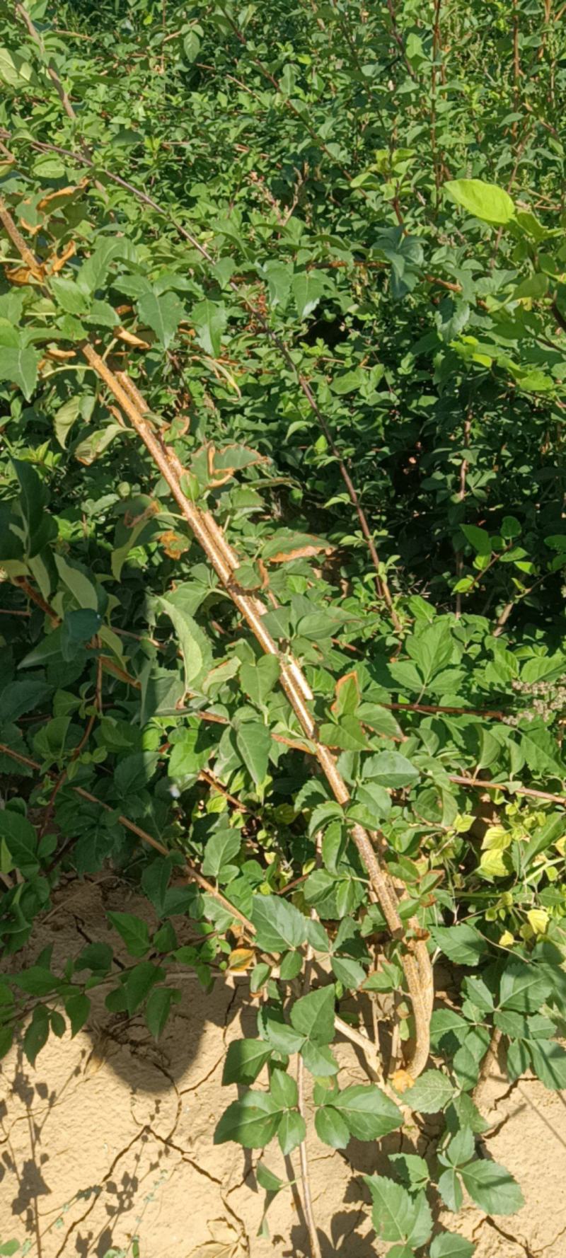 连翘苗，科研五号药用连翘苗，药用三号高产大果连翘苗产地