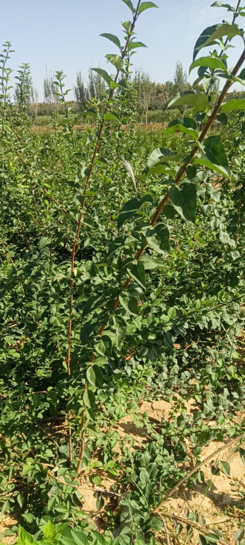 连翘苗，科研五号药用连翘苗，药用三号高产大果连翘苗产地