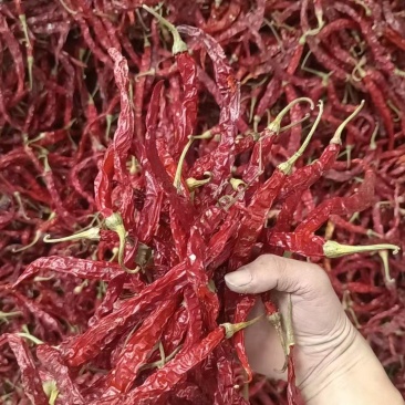 内蒙二荆条干辣椒，山西加工一手货源，量大可优惠，对接全国