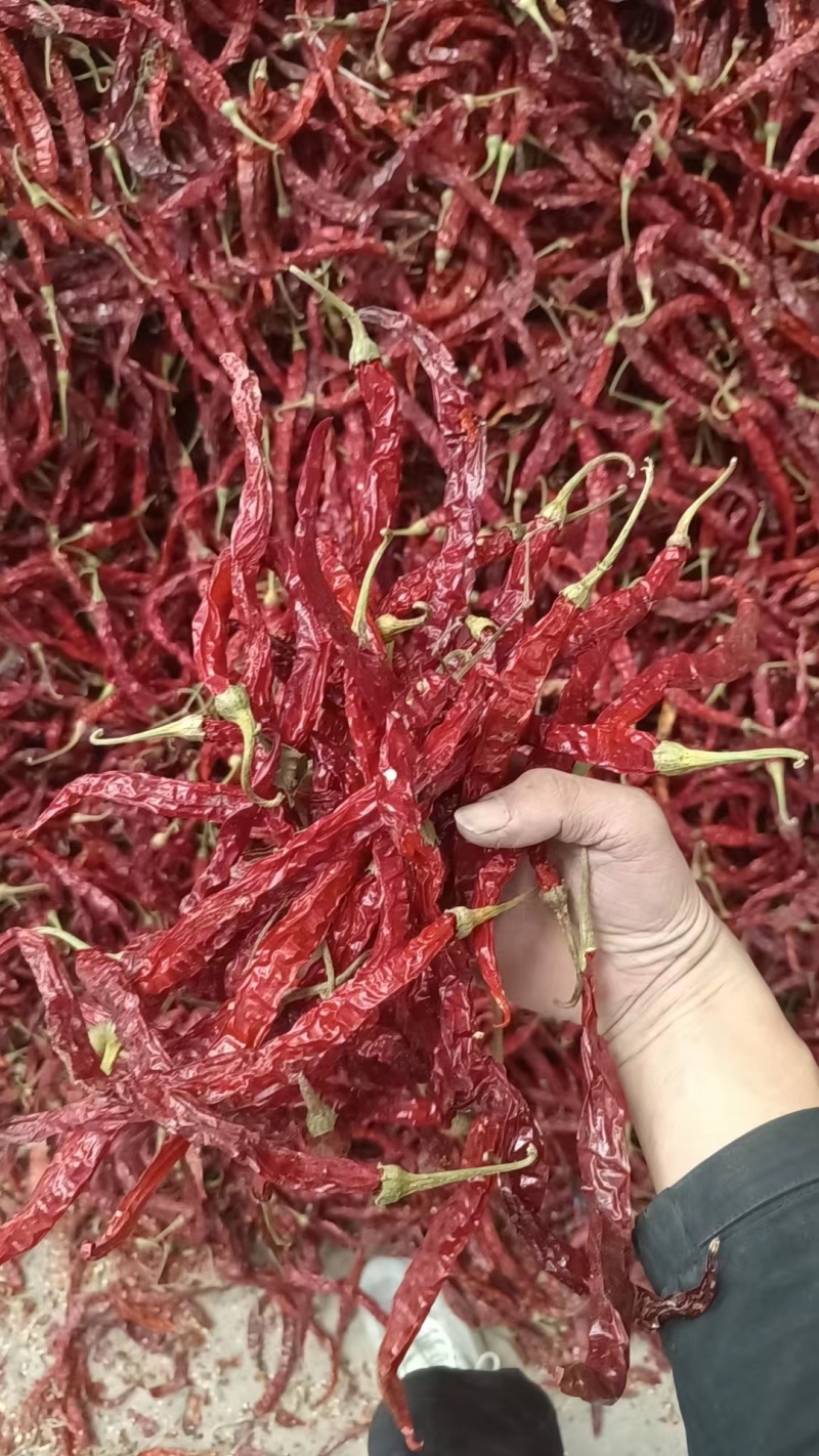 内蒙二荆条干辣椒，山西加工一手货源，量大可优惠，对接全国