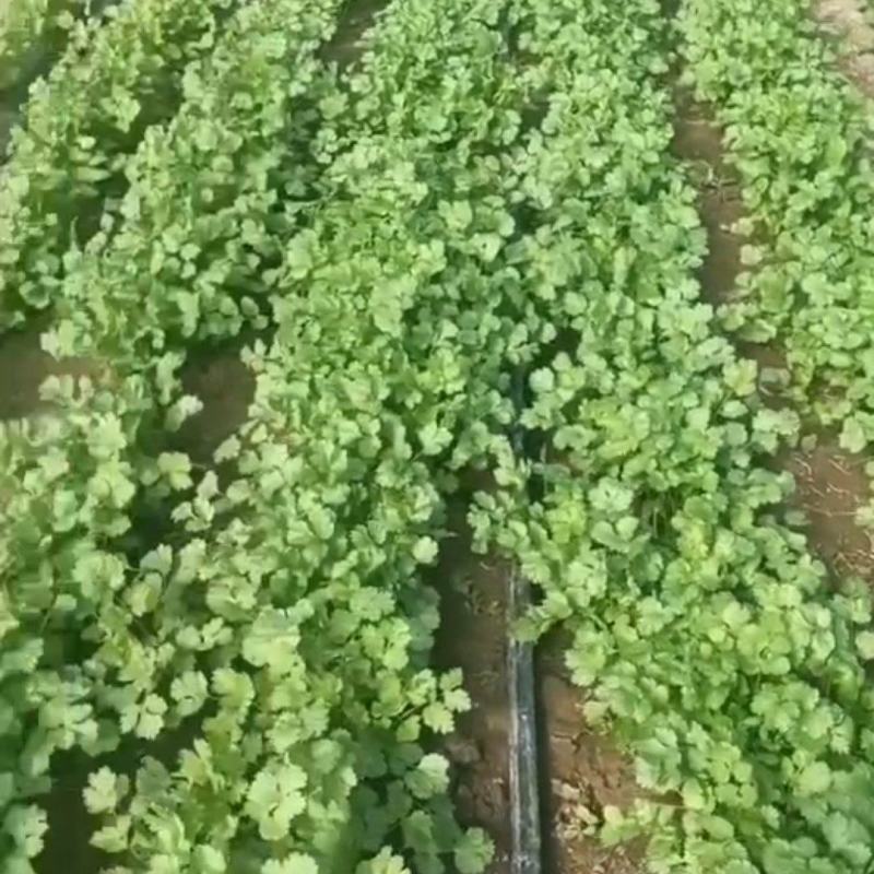 自家大棚现摘香菜，绝对新鲜，一手货，欢迎前来采购