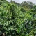 咖啡壳豆阿拉比卡豆，100吨，出米率82%，水分11%