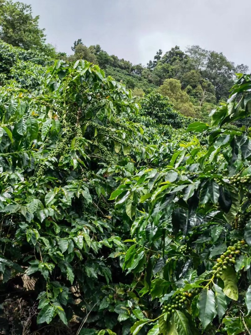 咖啡壳豆阿拉比卡豆，100吨，出米率82%，水分11%
