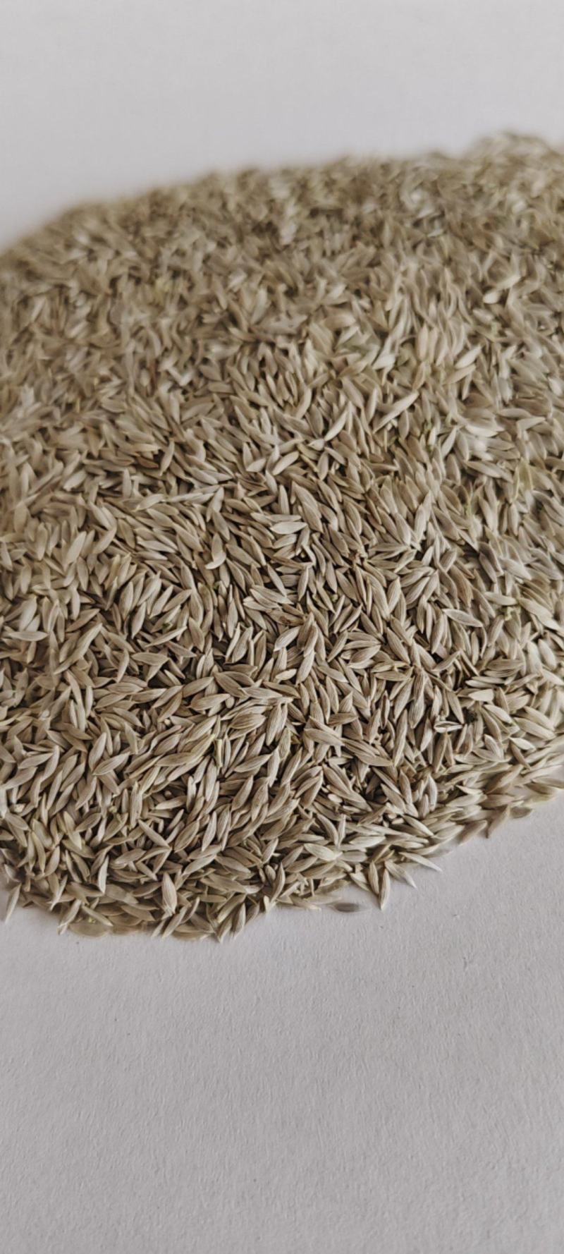 中药材批发零售白苣胜、莴苣子、生菜子、莴苣籽、苣胜子